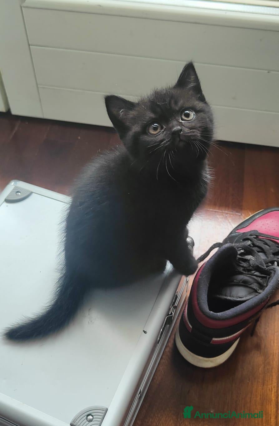 Scottish gatti Gattini Scottish Fold & Straight con Pedigree - Annuncio 1