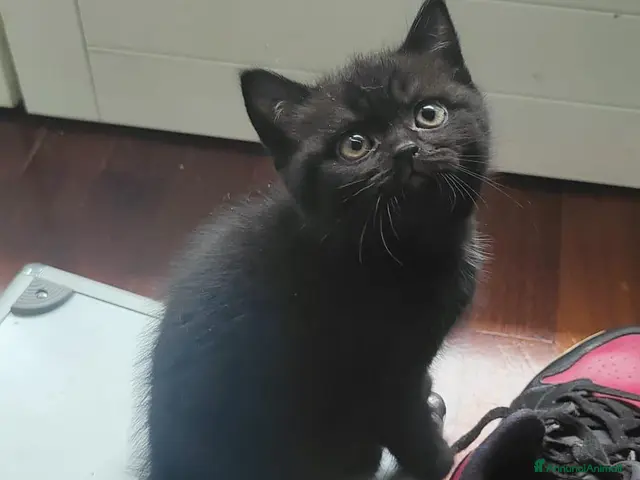 Scottish gatti Gattini Scottish Fold & Straight con Pedigree - Annuncio 1