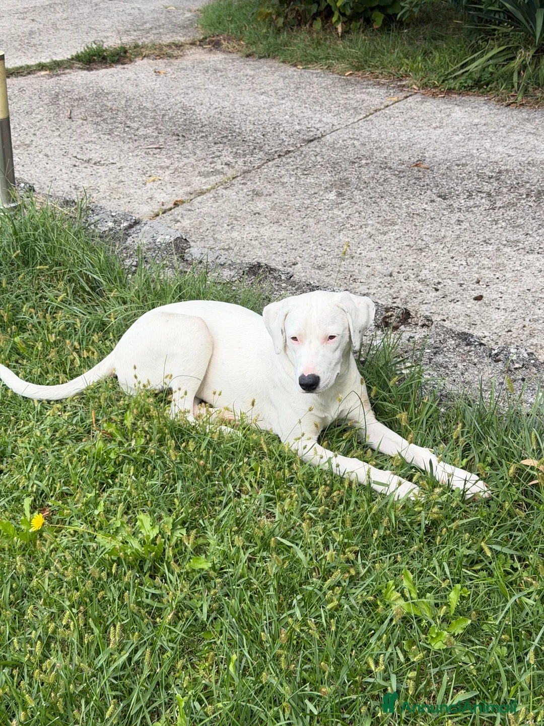 Meticcio cani in regalo: Alice  - Annuncio 2