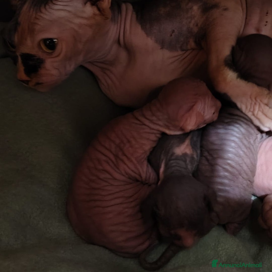 Sphynx gatti in vendita: Sphynx cuccioli - Annuncio 3