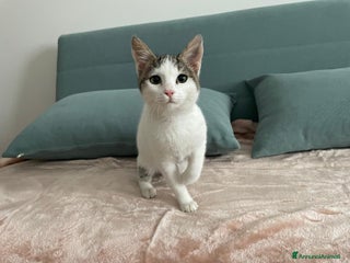 Europeo gatti Gattina di 3 mesi - Annuncio 1