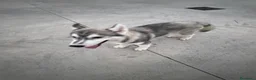 Husky cani in vendita: Husky di 4mesi - Annuncio 2