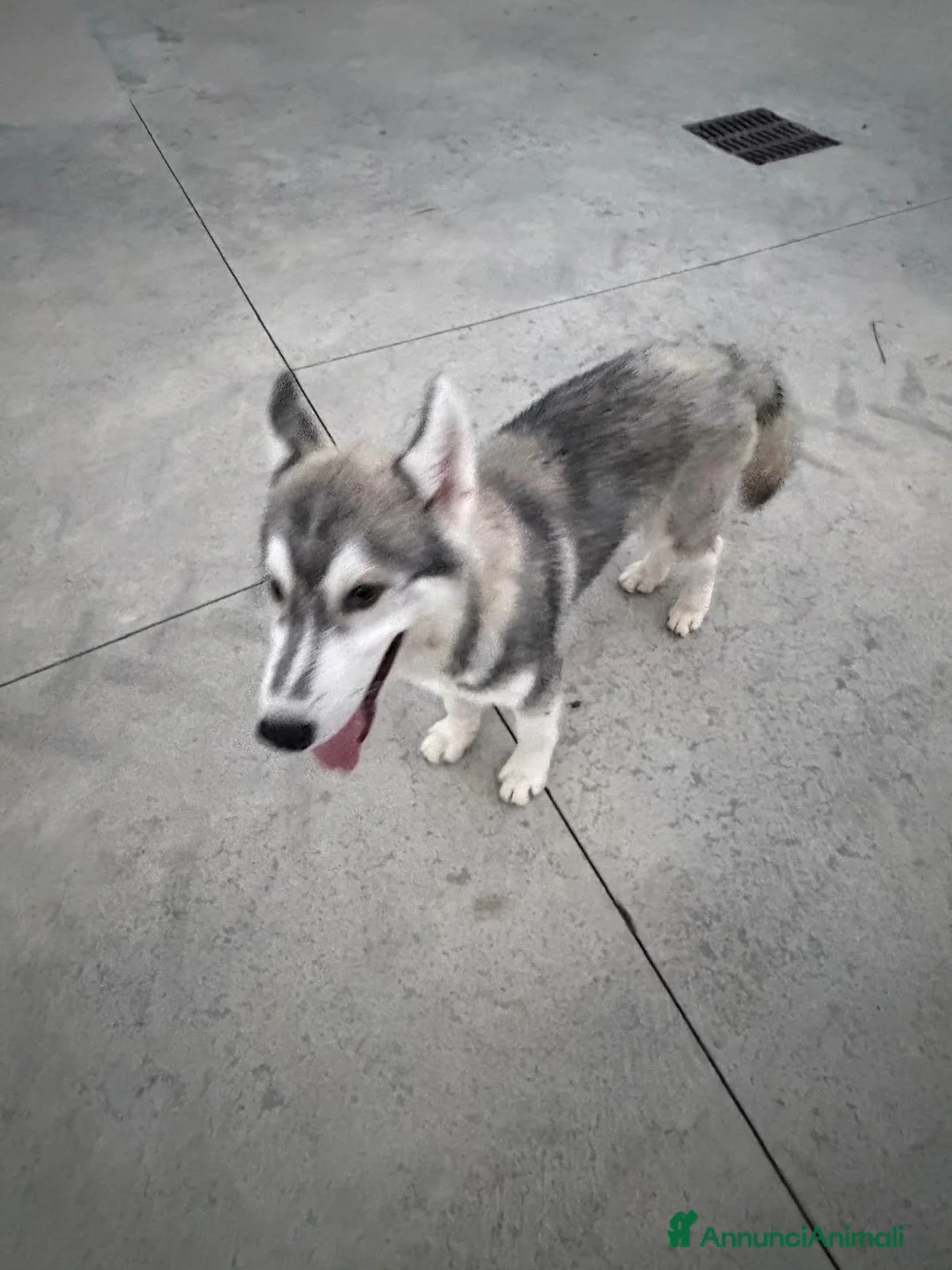 Husky cani in vendita: Husky di 4mesi - Annuncio 2