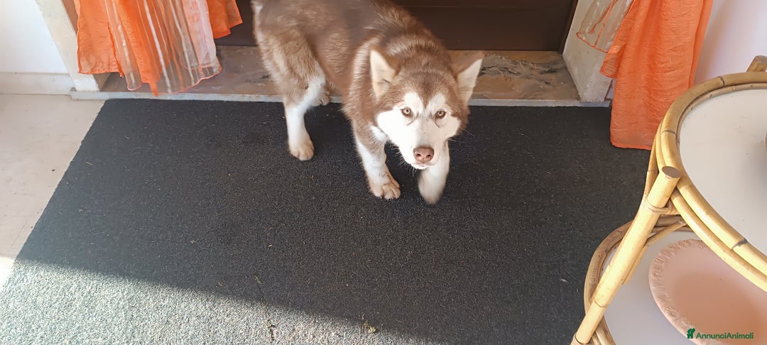 Alaskan Malamute cani in vendita: Cucciola Alaska malumut  - Annuncio 4