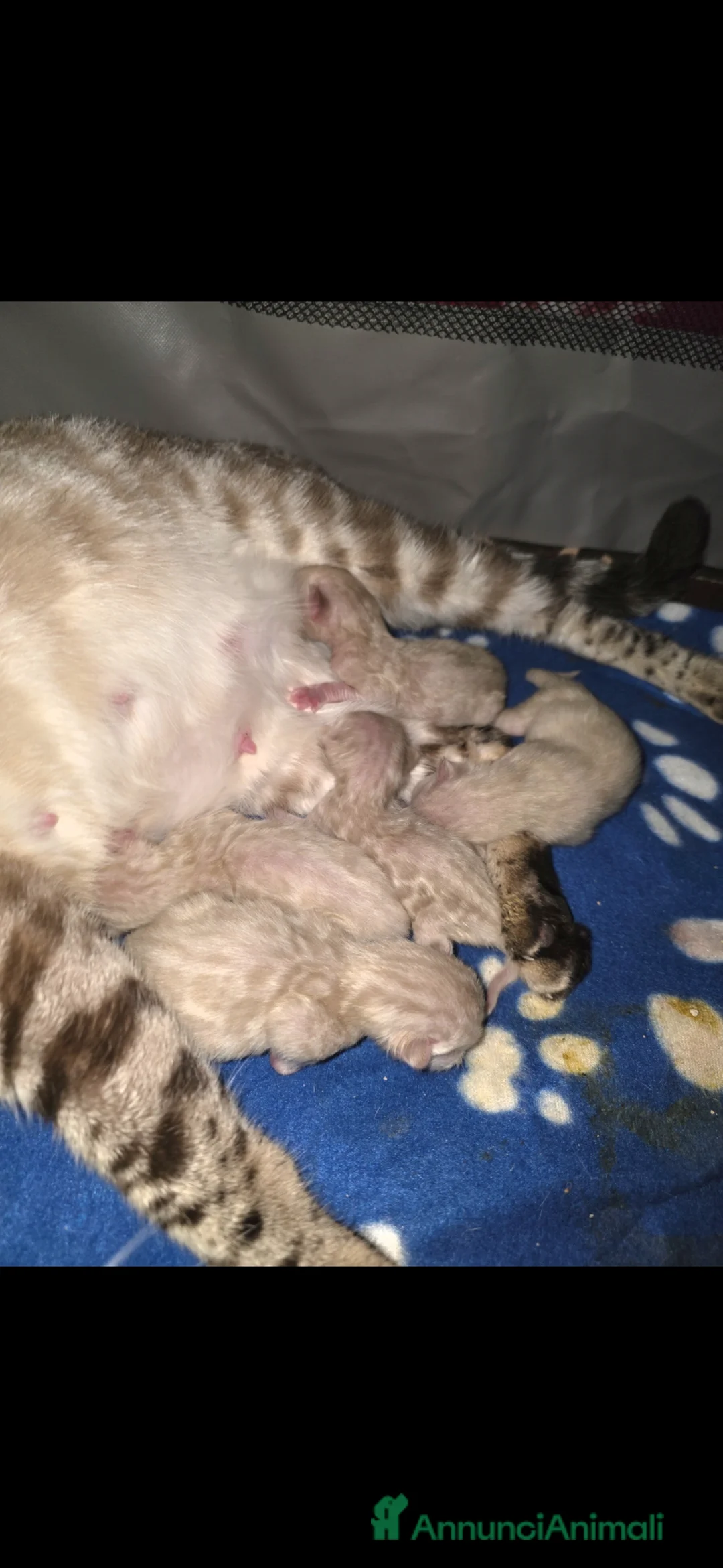 Bengala gatti in vendita: Cuccioli gatto bengala  - Annuncio 2