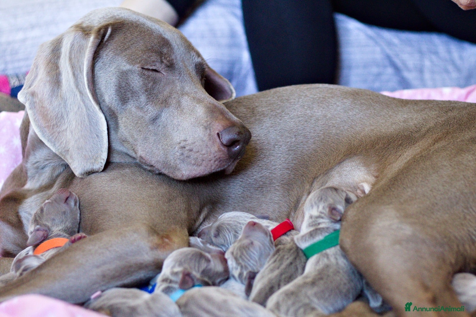 Weimaraner cani Cuccioli di Weimaraner  - Annuncio 1