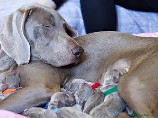 Weimaraner cani Cuccioli di Weimaraner - Annuncio 28