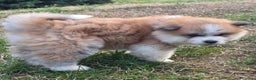 Akita Inu cani in vendita: Cuccioli Akita Inu pelo lungo  - Annuncio 3