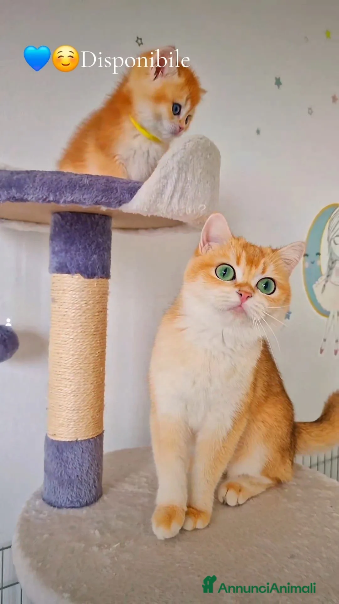 Scottish gatti in vendita: Scottish  - Annuncio 2