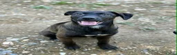 Meticcio cani in regalo: SILVER & STEEL, cuccioli manto argento!  - Annuncio 6