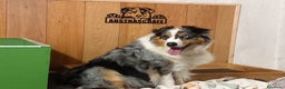 Australian Shepherd cani in vendita: Cuccioli pastore australiano  - Annuncio 11