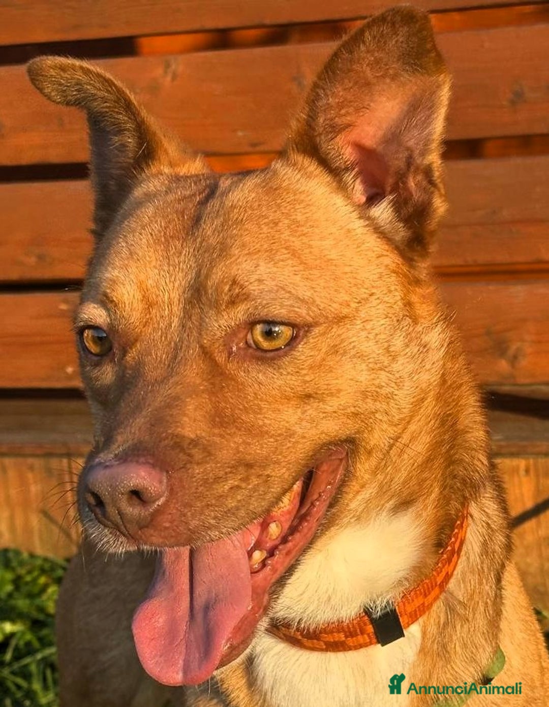 Meticcio cani in regalo: LUCKY BELLISSIMO - Annuncio 1