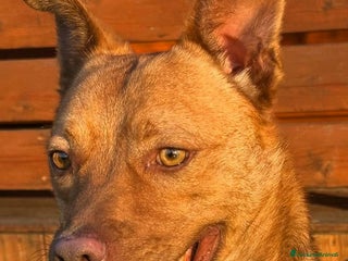 Meticcio cani LUCKY BELLISSIMO - Annuncio 1