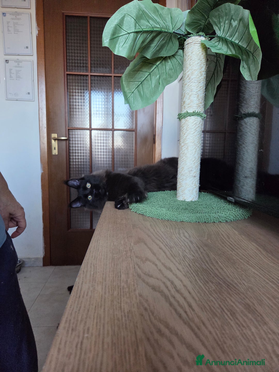 Maine Coon gatti in vendita: Ultimi 4 cuccioli Maine Coon - Annuncio 21