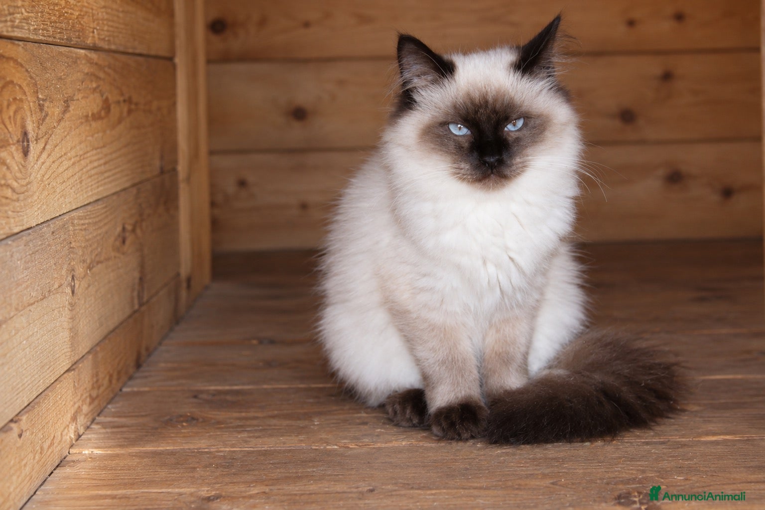 Ragdoll gatti Ragdoll Seal Point Gelso - Annuncio 14