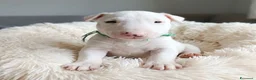 Bull Terrier Mini cani in vendita: Cuccioli bull terrier miniature a Libero consorzio comunale di Caltanissetta - Annuncio 6