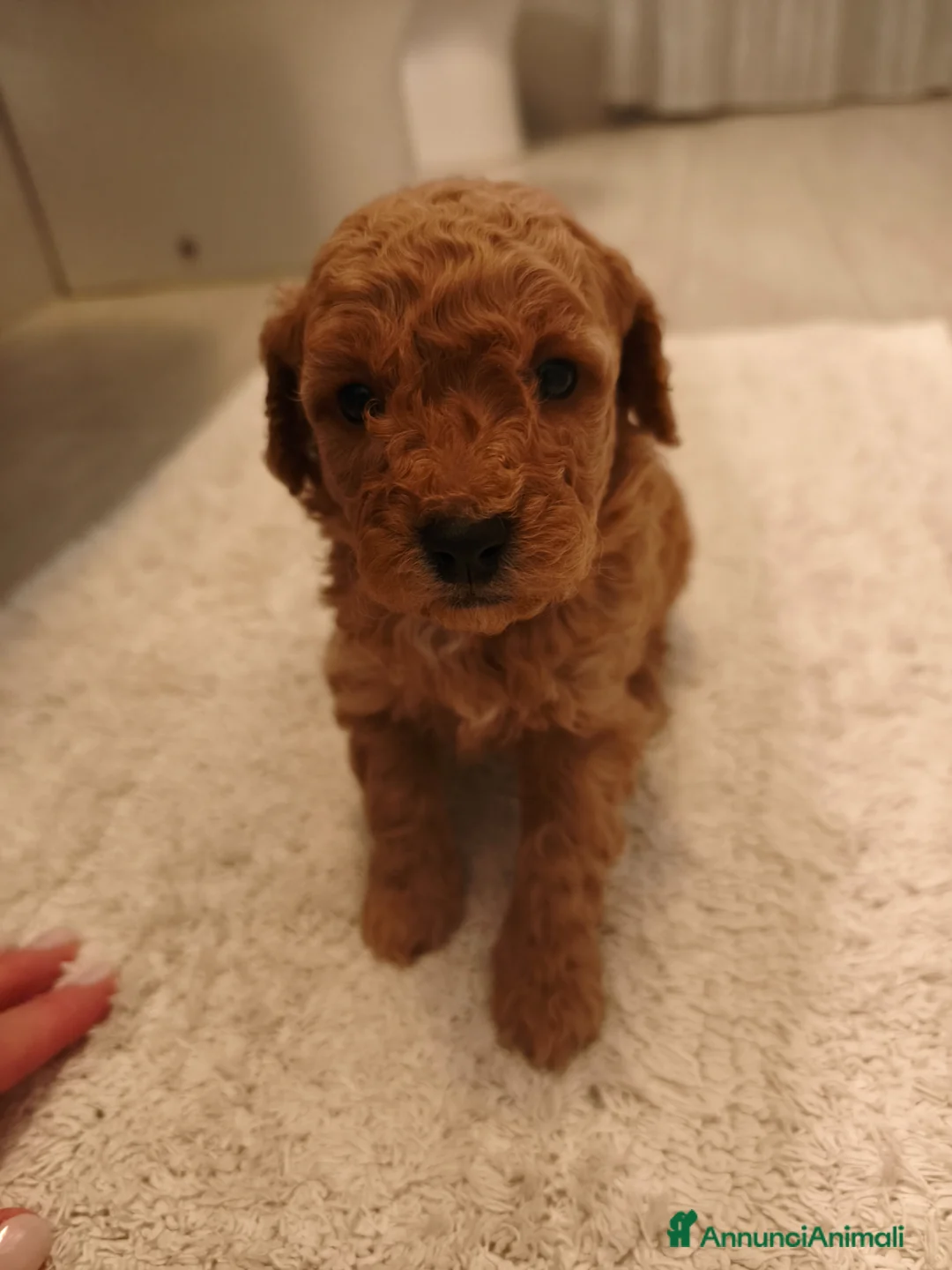 Barboncino cani in vendita: Cucciolo di Barboncino  - Annuncio 1