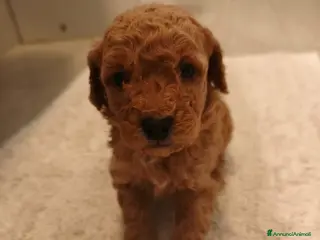 Barboncino cani Cucciolo di Barboncino - Annuncio 10