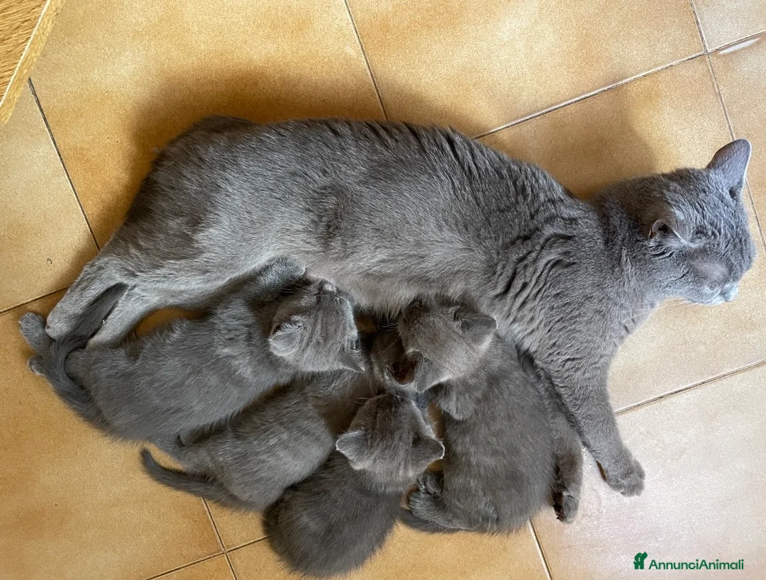 Certosino gatti in vendita: Certosino cuccioli - Annuncio 2