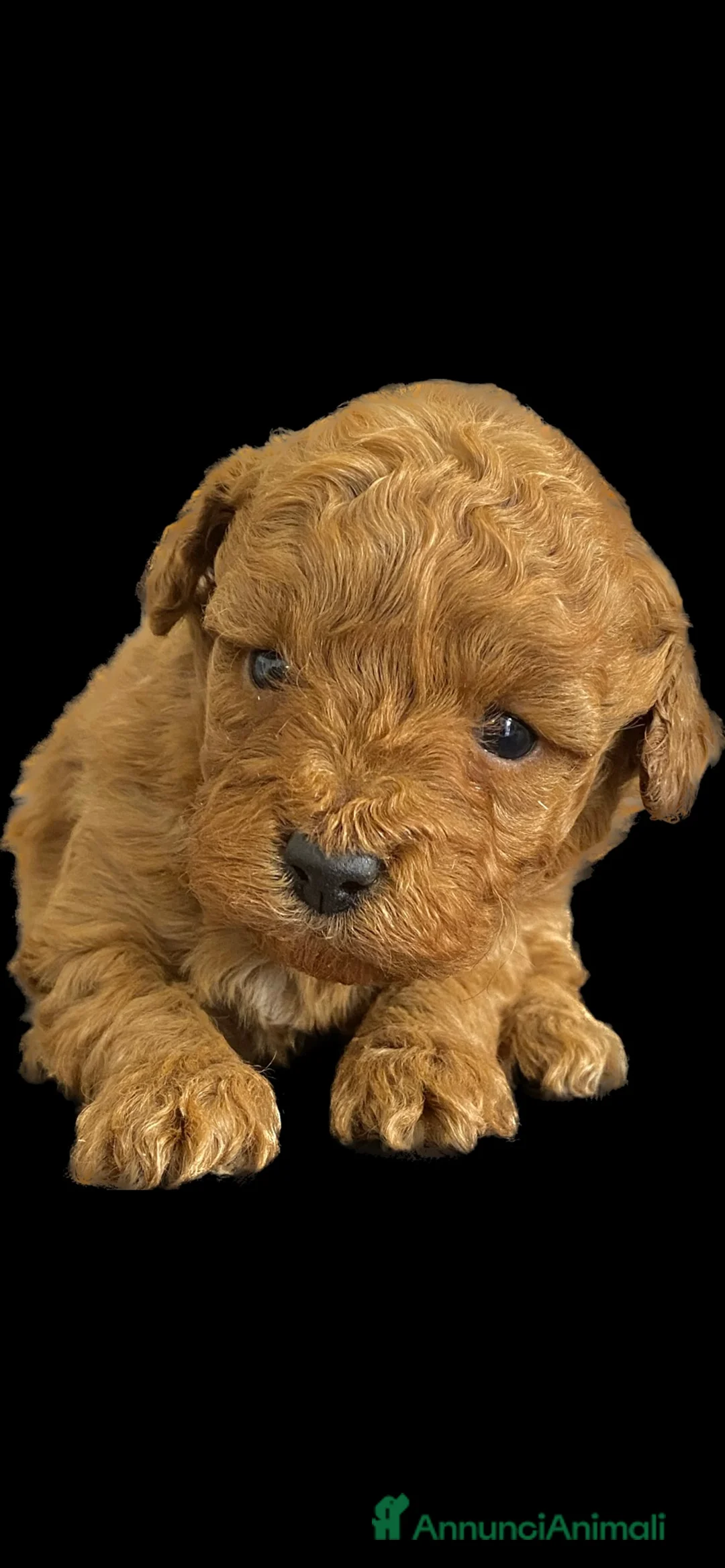 Immagine della galleria {{count}}