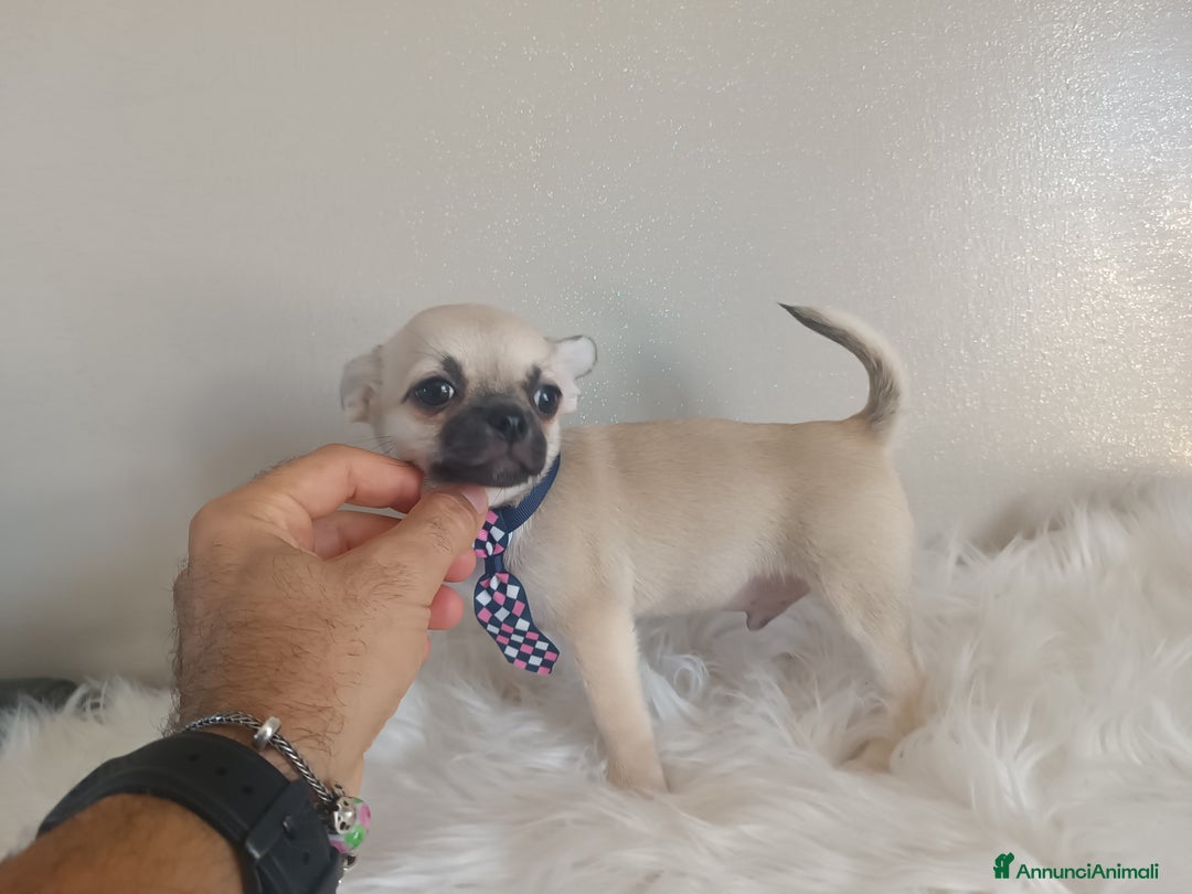 Chihuahua cani in vendita: Chihuahua maschietto pelo corto  - Annuncio 3