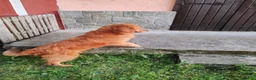 Golden Retriever cani in vendita: Cuccioli golden retriever  - Annuncio 2