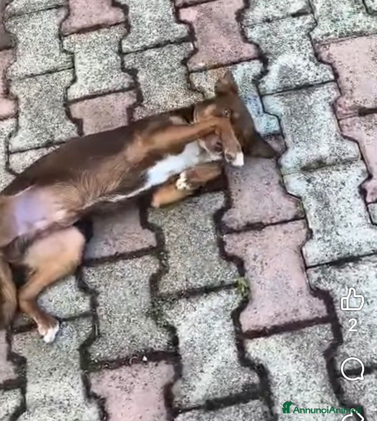 Pinscher Miniatura cani Cico dolcissimo cagnolino taglia piccola - Annuncio 1