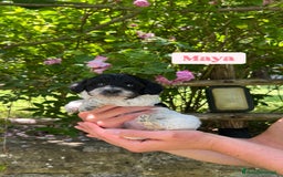 Meticcio cani in vendita: Cuccioli maltipoo a Provincia di Modena - Immagine 3