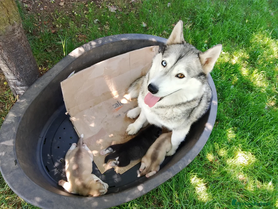 Husky cani in vendita: Siberian husky  a Provincia di Como - Annuncio 2