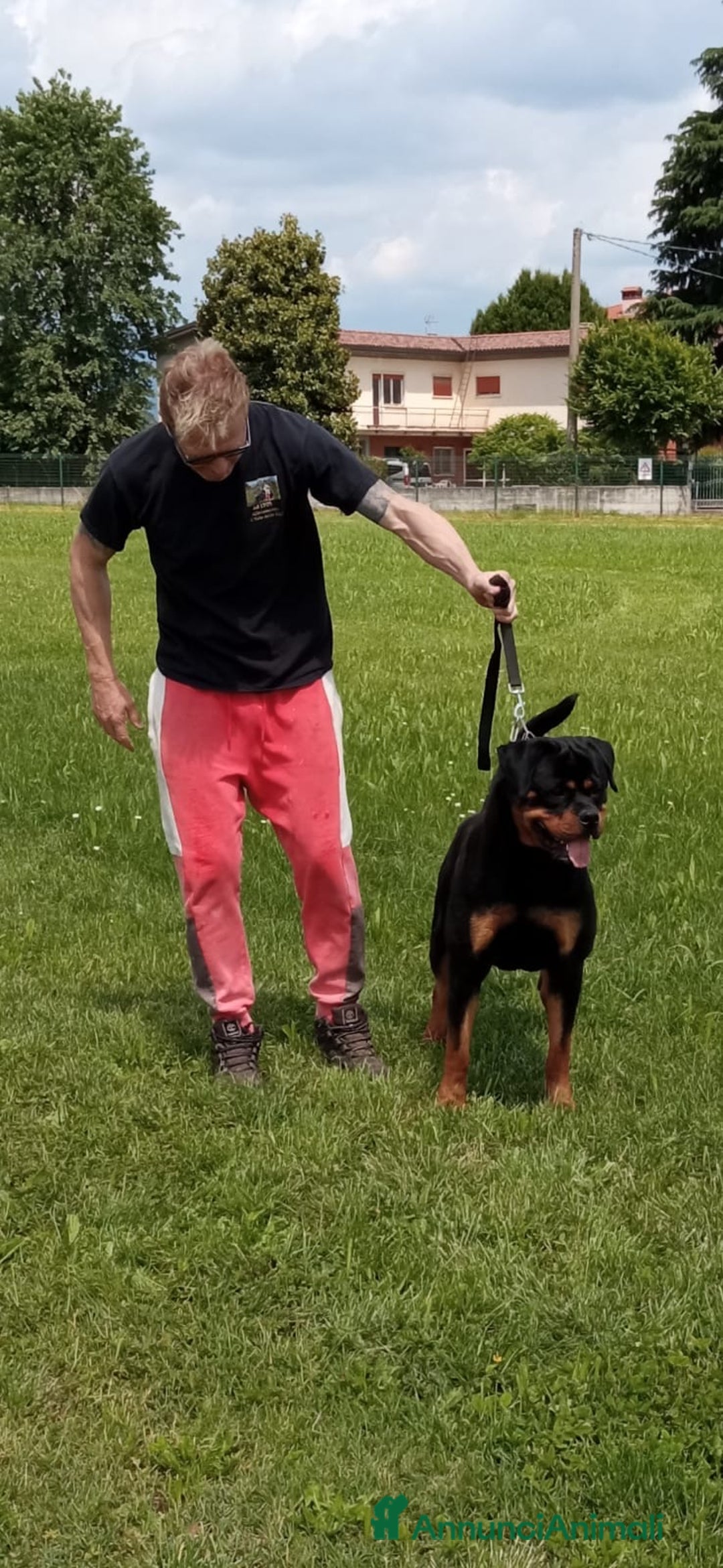 Rottweiler cani per accoppiamento: Rottweiler per monta - Annuncio 6