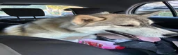 Husky cani in vendita: Cucciola di husky a Provincia di Avellino - Annuncio 3