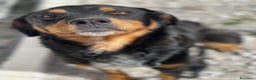 Rottweiler cani in regalo: GUENDY, dolcissima mix ROTT sfortunata - Annuncio 2