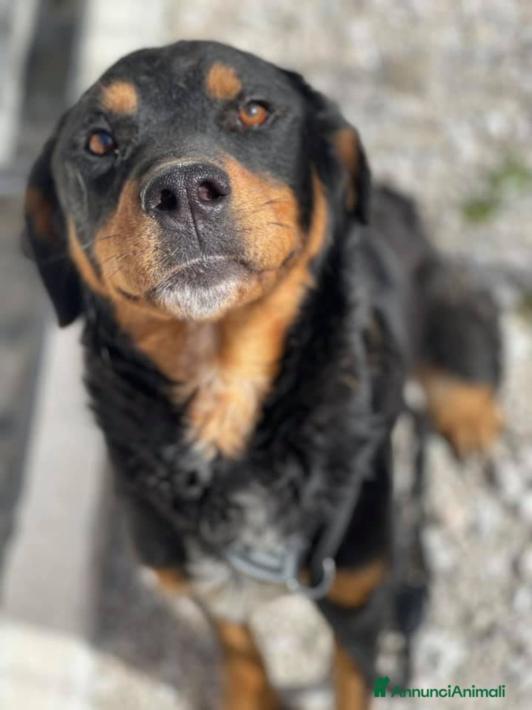 Rottweiler cani in regalo: GUENDY, dolcissima mix ROTT sfortunata - Annuncio 2
