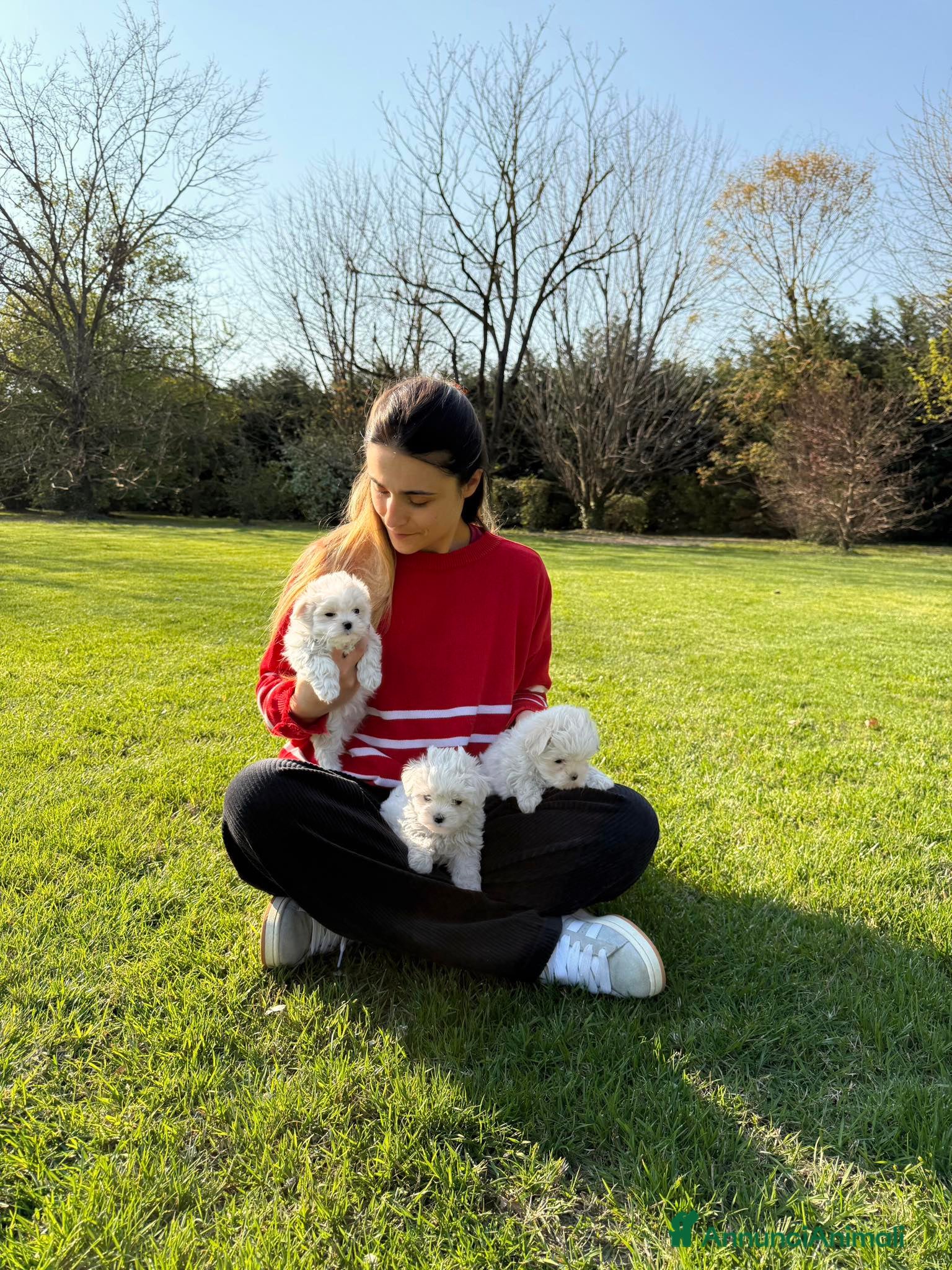 Maltese cani Maltesi cuccioli a Città metropolitana di Milano - Annuncio 7