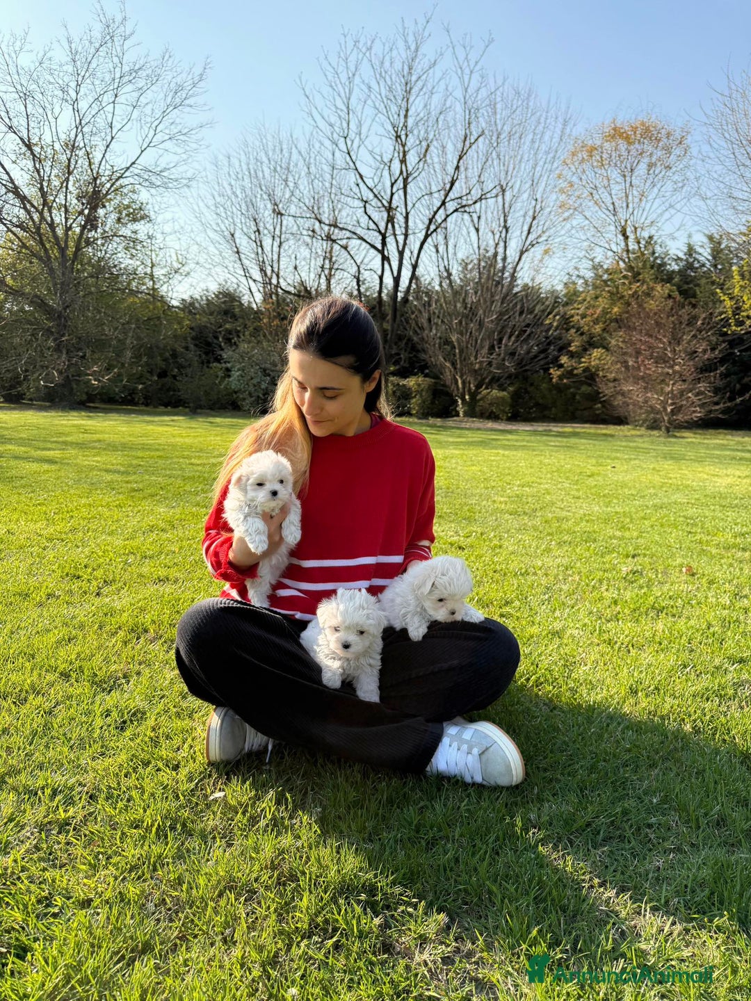 Maltese cani in vendita: Maltesi cuccioli a Città metropolitana di Milano - Annuncio 1