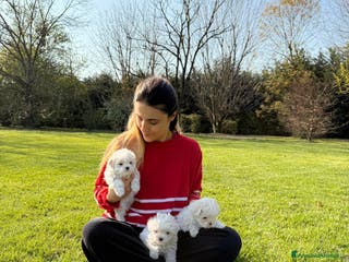 Maltese cani Maltesi cuccioli a Città metropolitana di Milano - Annuncio 30