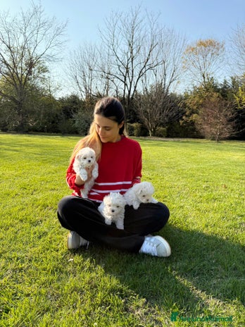 Maltese cani a Città metropolitana di Milano - Annuncio 11