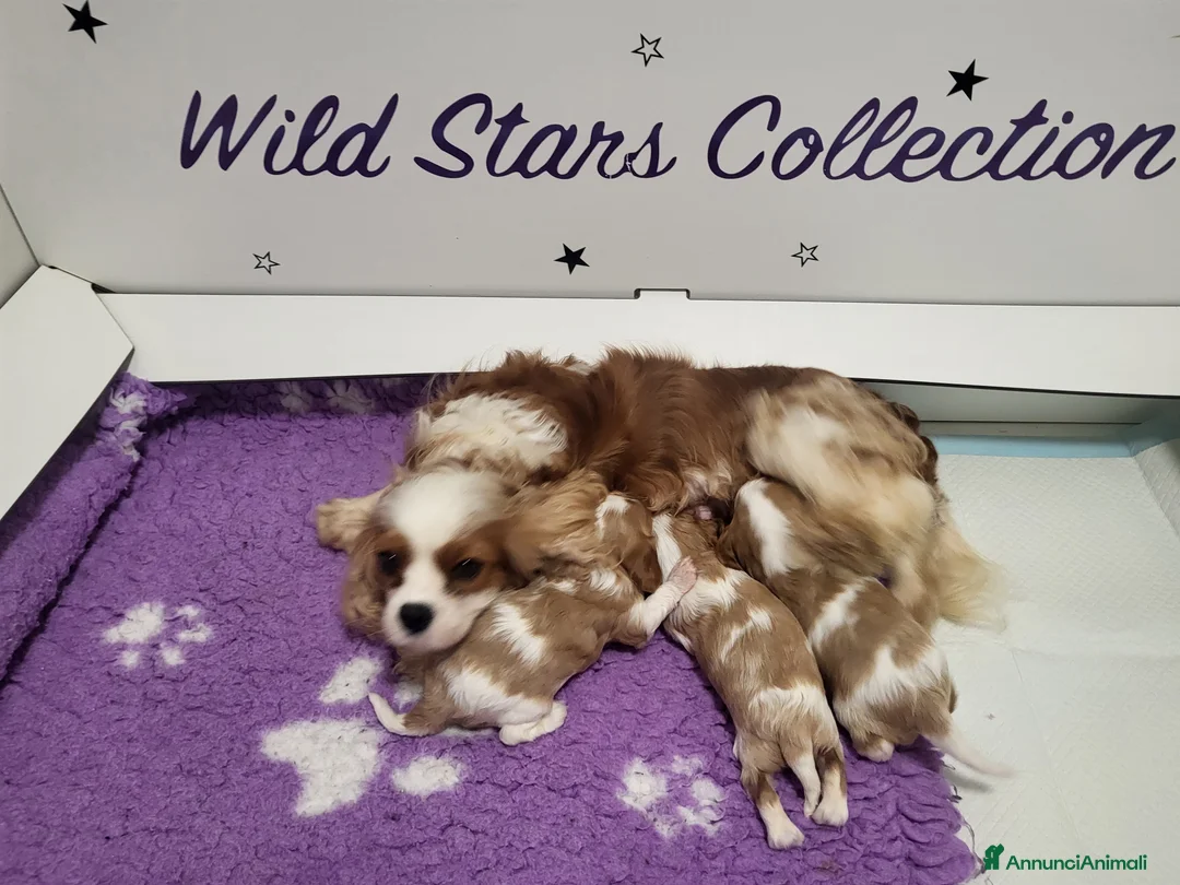 Cavalier King cani in vendita: Cavalier king charles spaniel  a Provincia di Como - Annuncio 2