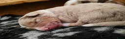 Australian Shepherd cani in vendita: Cuccioli Pastore Australiano  - Annuncio 5