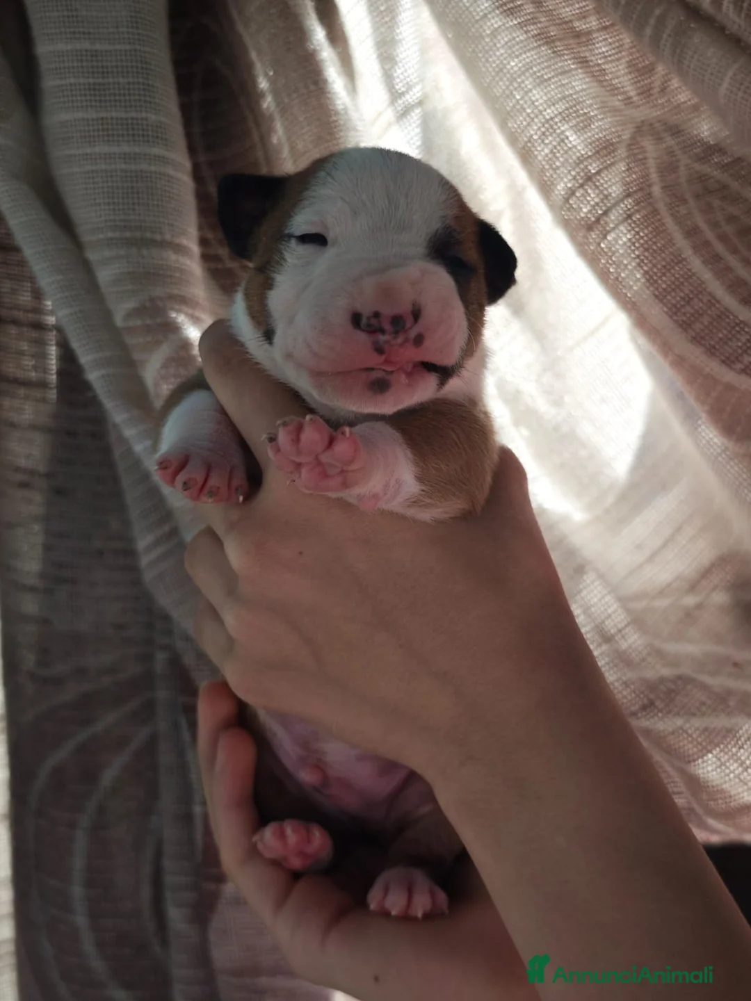 Bull Terrier Mini cani in vendita: Bull Terrier Miniature  - Annuncio 2