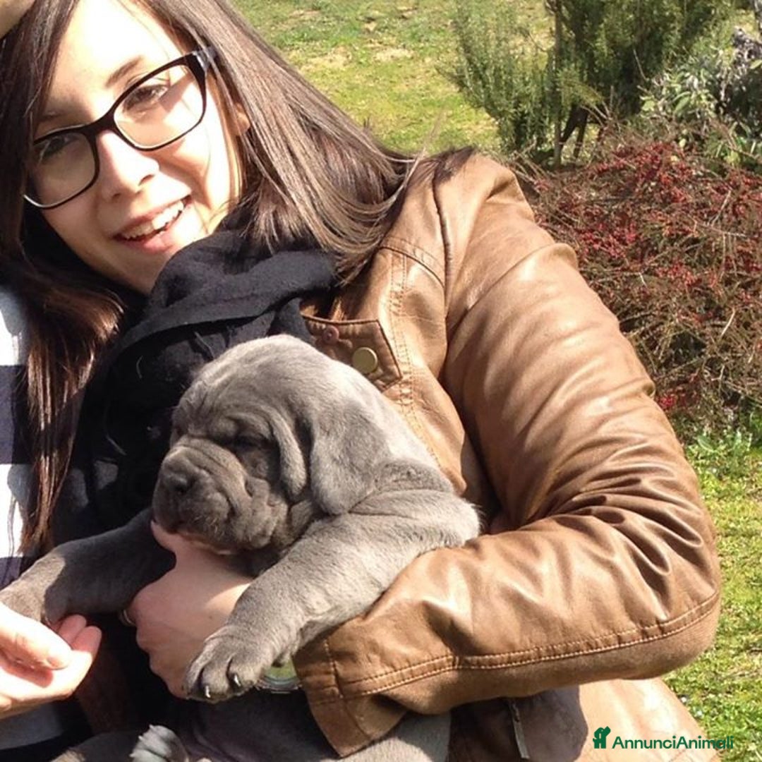 Cane Corso cani in vendita: cuccioli e cuccioloni  di cane corso  a Provincia di Cuneo - Immagine 1