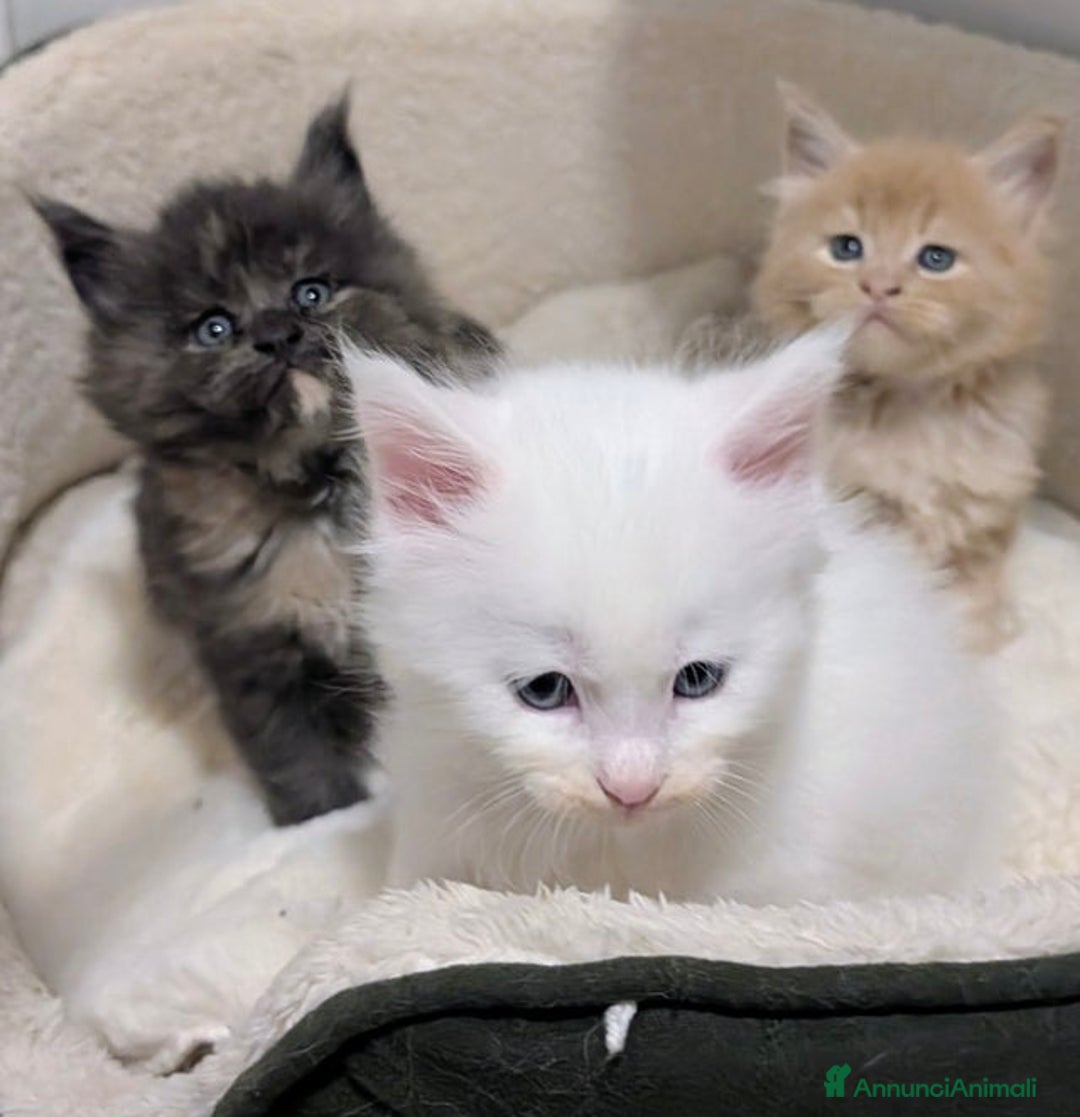 Maine Coon gatti in vendita: Bellissimi cuccioli di Maine Coon - Annuncio 13