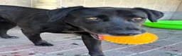 Meticcio cani in regalo: ELIJA LABRADOR - Annuncio 12