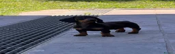 Bassotto Nano cani in vendita: Bassotto a Provincia di Avellino - Annuncio 2