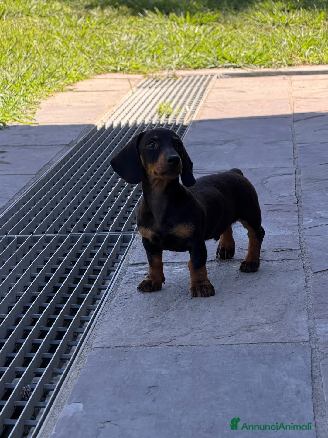Bassotto Nano cani in vendita: Bassotto a Provincia di Avellino - Annuncio 2