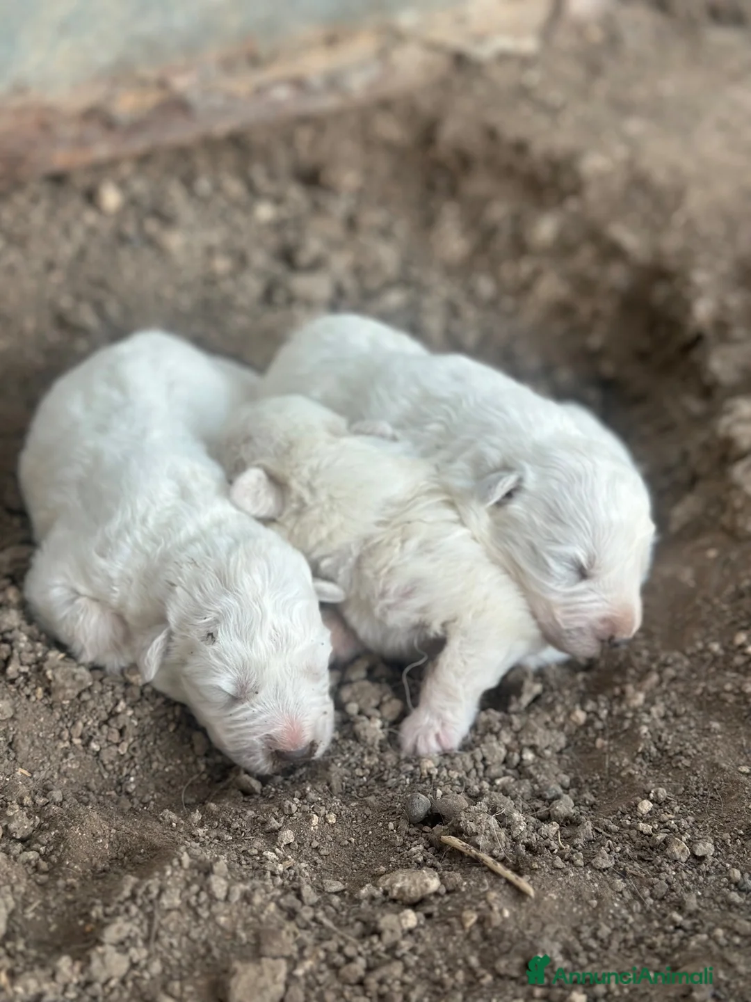Pastore Abbruzzese Maremmano cani in vendita: Cuccioli maschi pastore abruzzese - Annuncio 13