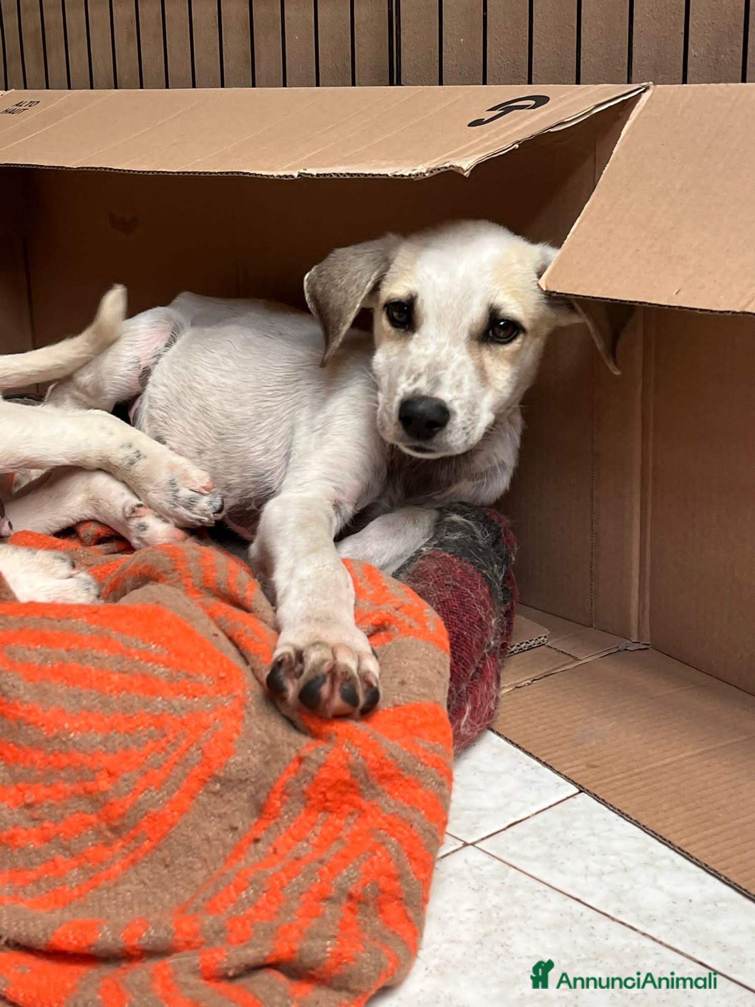 Altre razze cani thomas - Annuncio 3