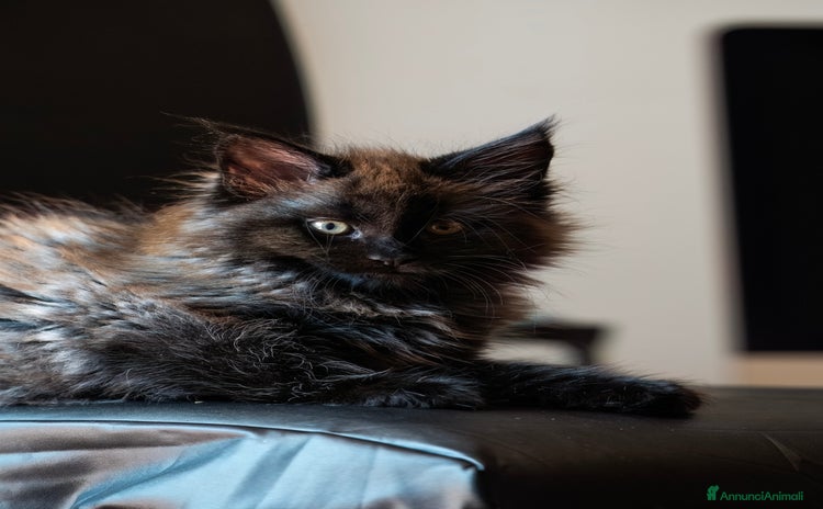 Maine Coon gatti a Provincia di Arezzo - Annuncio 5