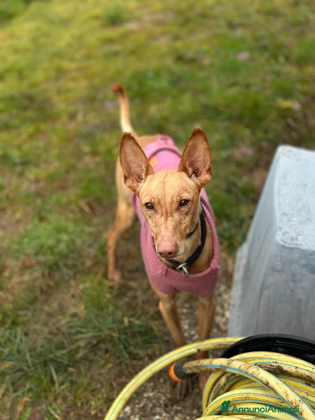 Cirneco dell'Etna cani in regalo: Valerio cerca casa - Annuncio 2