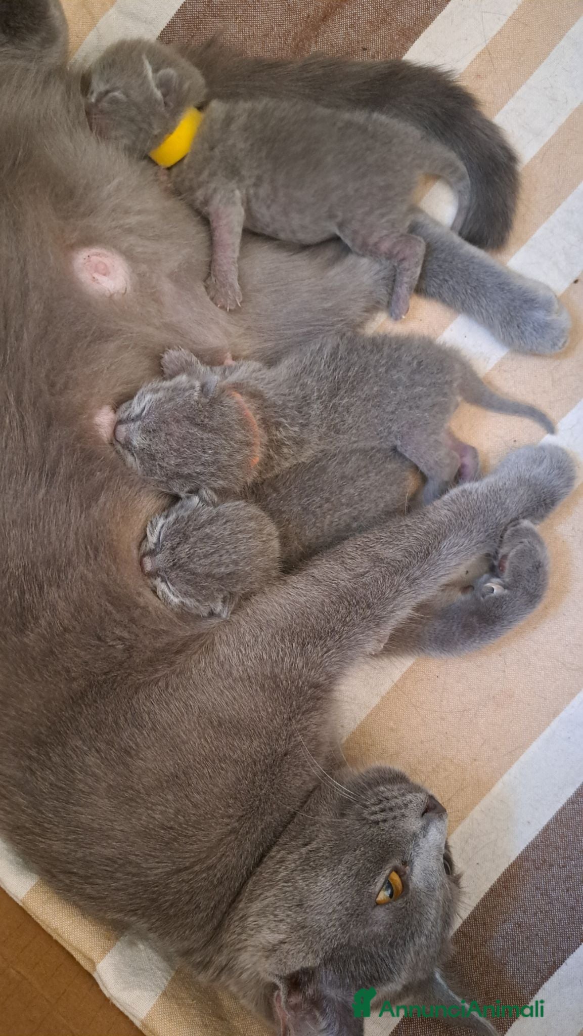 Certosino gatti Gattini Certosini - Annuncio 1